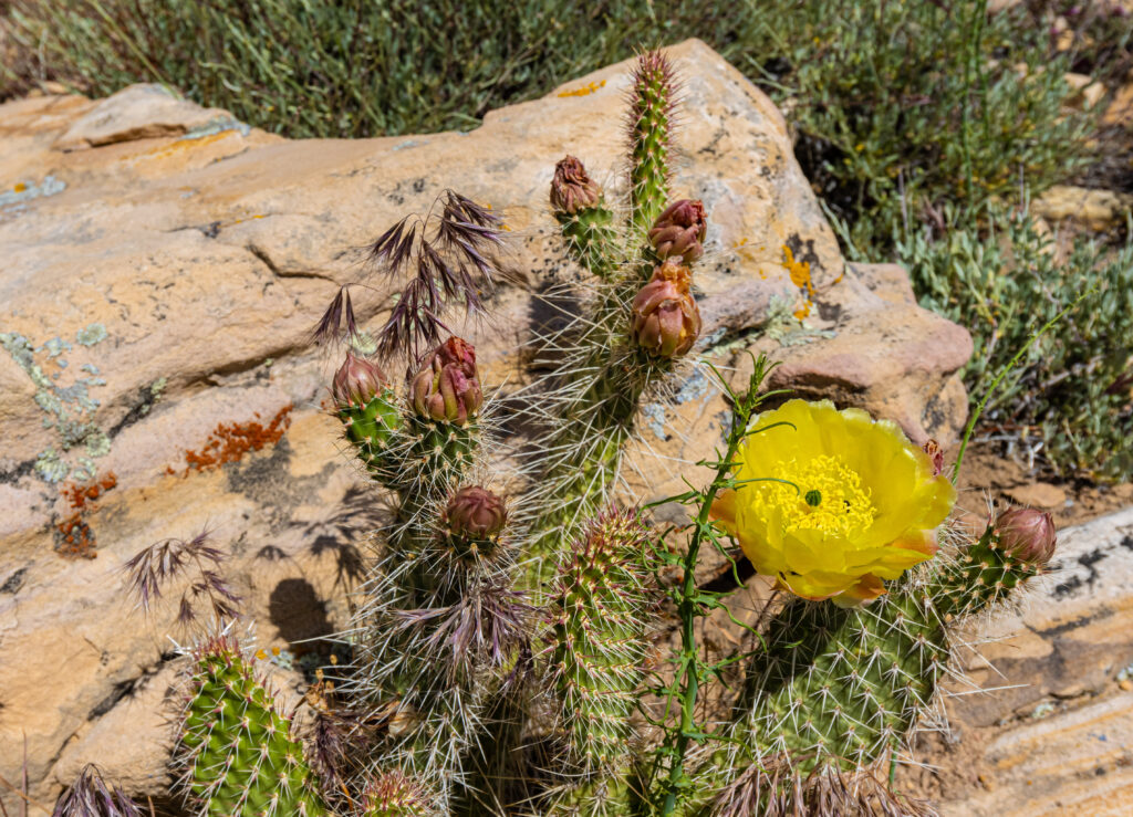 Plant Life, Cactus, Ice Box Canyon Trail