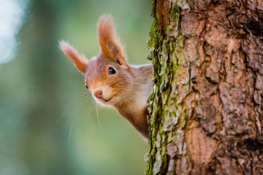 Squirrel at Middle Fork Trail, Wildlife, Hiking