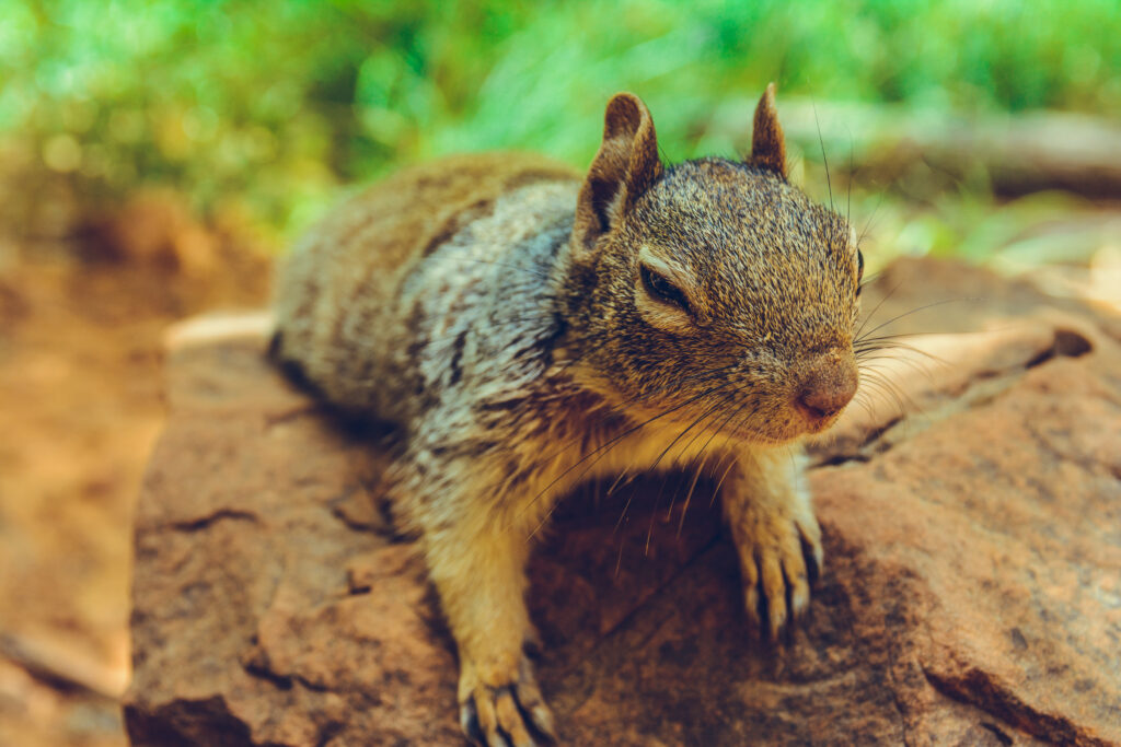 Zion National Park, Wildlife, Utah, Photography, Hiking Adventures