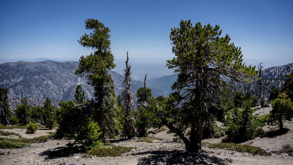 Mount Baldy, Register Ridge Trail