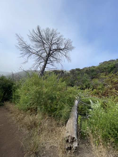 DJI_20230709_080437_704