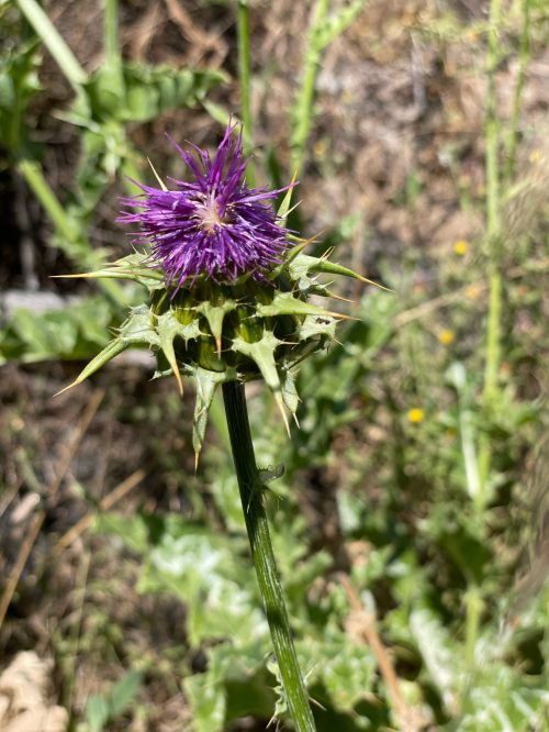 hiking, malibu, grotto trail