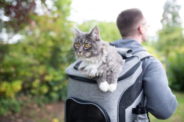 Trail companionship with pets, Safety tips for hiking with pets, Planning pet-friendly hiking trips, Preparing your pet for backpacking